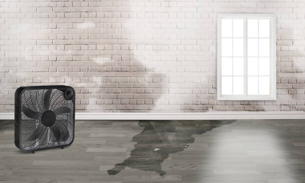 Best Water damage cleanup near me  in Plainfield, IL